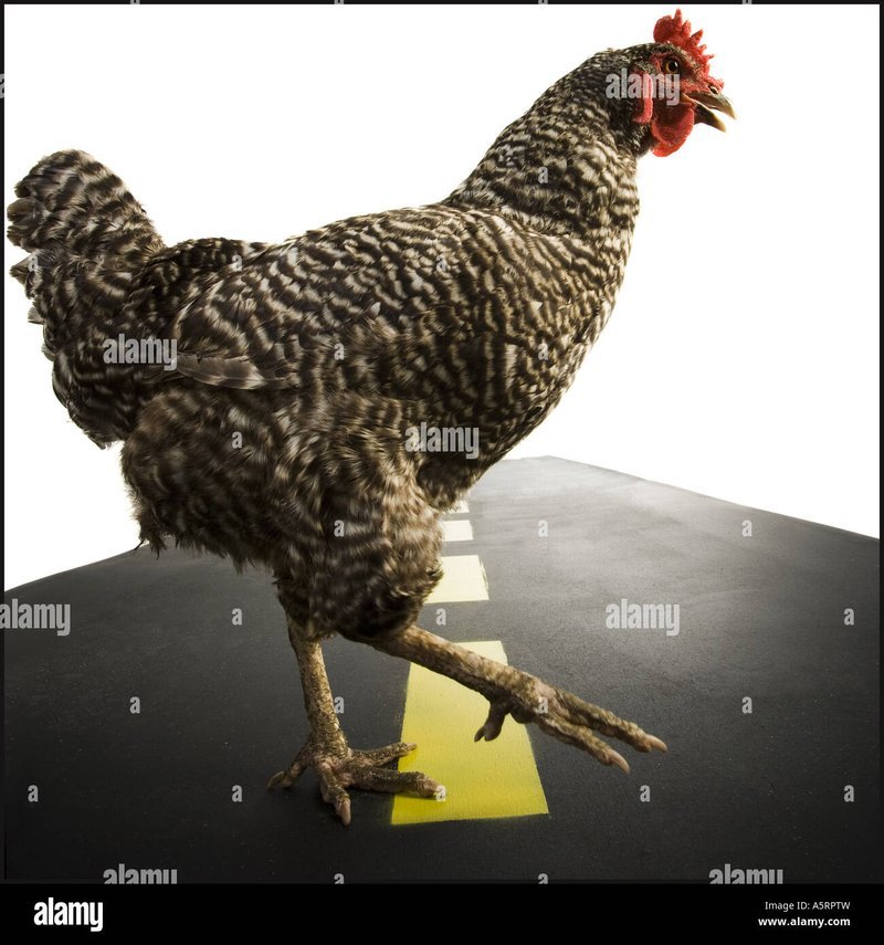 Chicken road gokspel in Netherlands